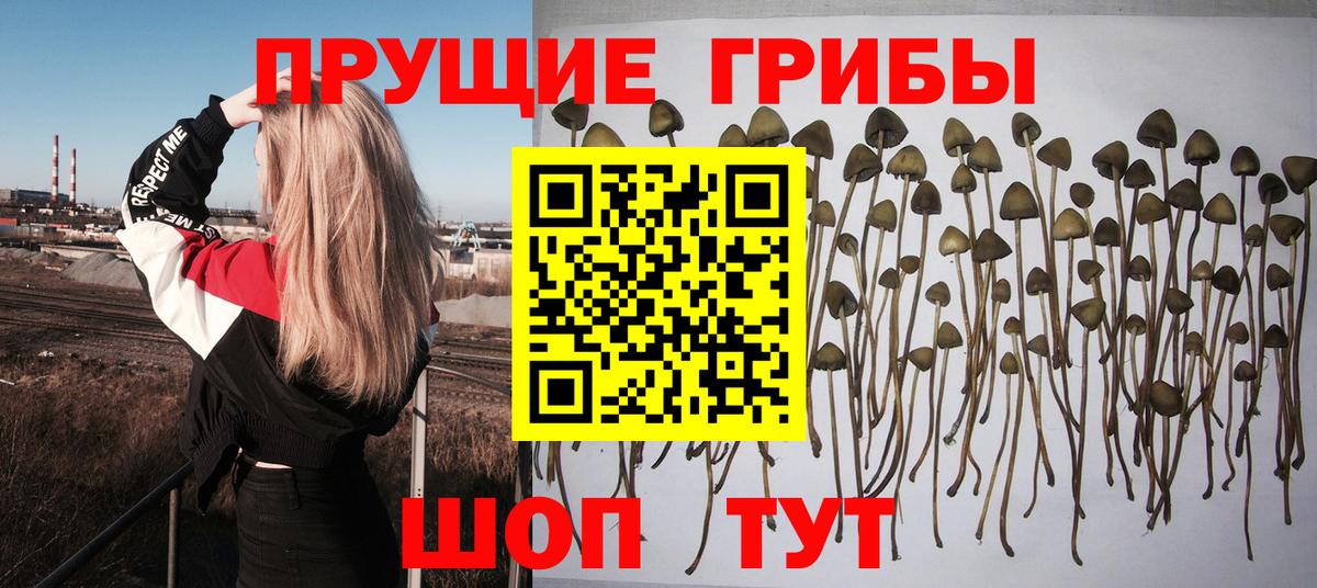 Псилоцибиновые грибы Magic Shrooms  где купить наркоту  Тара  Вход с VPN 